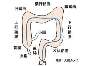 35歳の人間ドック診断結果は便潜血陽性…
