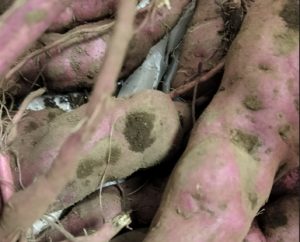 娘が掘ったサツマイモを食す秋