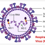rs-virus230725-1