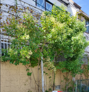 クレームをチャンスに、越境した樹木伐採