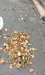 落ち葉クレームの進捗、落ち葉が自動で集まる理由とは