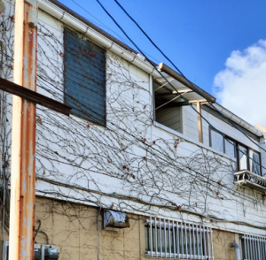 2号アパート、二階のツタ撤去完了